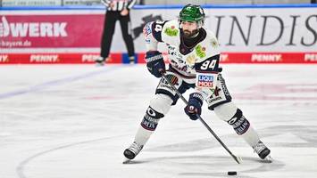 eisbären: ein unerwarteter absturz und eine tendenz nach oben