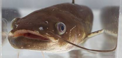 Überleben in der tierwelt: und dann wanderte der käfer wieder aus dem po