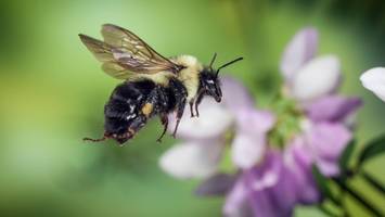 fähigkeit der hummelkönigin beeindruckt – wie sie unter wasser „atmet“