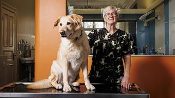 tierärztin rechnet vor: was halter für hunde und katzen zahlen müssen