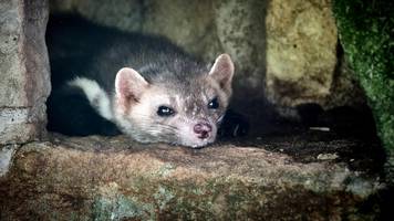 Vorsicht, die Marder sind los – wie Autofahrer sich schützen