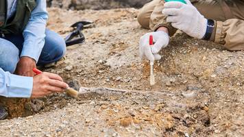 Henrik gräbt seit 50 Jahren nach Fossilien: Jetzt hat er einen einzigartigen Fund gemacht