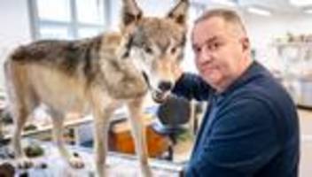 Aufnahme ins Jagdrecht: Hunderte Wölfe im Museum - aber bald auch in der Jägerstube?