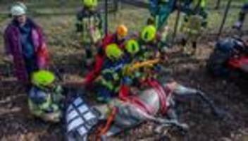 Feuerwehrübung: Einsatzkräfte üben Großtierrettung mit Dummypferd Pedro