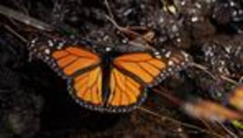Tiere: Bestand der wandernden Monarchfalter erholt sich