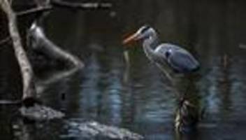 Vogelschutz: Graureiher breitet sich in Sachsen aus