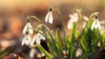 Wetter in Baden-Württemberg: Frühling im Anmarsch: Hier sind bis zu 19 Grad möglich