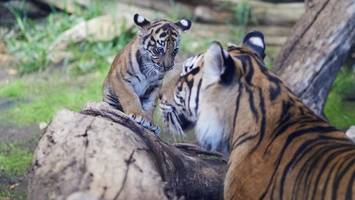 Tierpark verkündet Namen: So heißt das neue Tiger-Baby