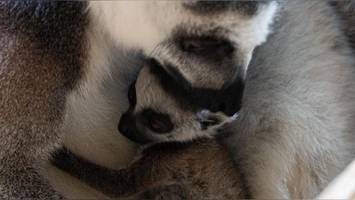 Oh, wie niedlich! Fellknäuel-Nachwuchs bei Hagenbeck wiegt gerade mal 100 Gramm