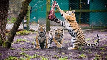 so süß: nachwuchs bei den sibirischen tigern im serengeti-park