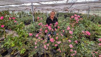 3000 Kamelien verwandeln Gewächshaus in Allermöhe in ein Blütenmeer