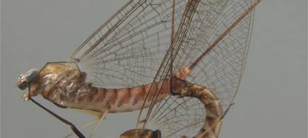 von spritpreisbremsen und insekten-sex