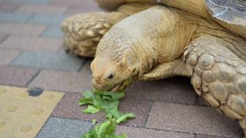 entlaufene schildkröte verschafft polizisten nach mini-verfolgungsjagd ein unerwartetes workout