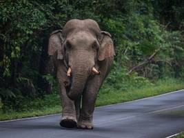 Kolumne „Hin und weg“: Der Elefant im Imbissladen