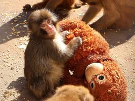 Männer und Tiere: Punch ist jetzt verliebt