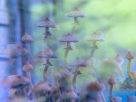 Psychiatrie: Zauberpilze gegen Depressionen: Große Studie zeigt Potenzial