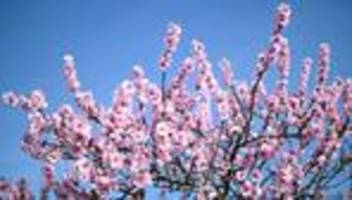 dwd-vorhersage: frühlingshaftes wetter in rheinland-pfalz und saarland