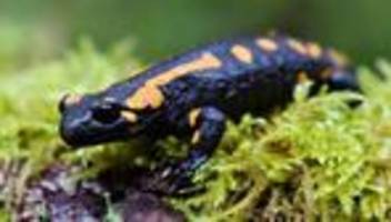 Nächtliches Verbot: Ignoranz mit Folgen: Ermittlungen nach Tiersterben