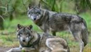 Sonderregelungen: Wolf im Brandenburger Jagdrecht - Abschuss leichter möglich
