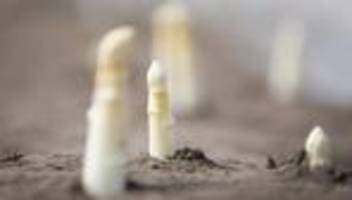Spargel-Anbau: Spargelbauern hoffen auf Sonne für Ernte bis Ostern