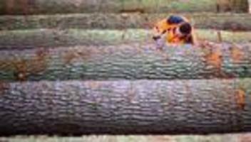 Submission: Gefragte Eiche – Höheres Ergebnis bei Holzversteigerung