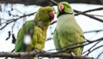 Tiere: Kreuzberger Sittiche vor dem Durchstarten?