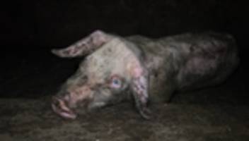 Spanischer Schweinemastbetrieb: Das Leid hinter dem Serrano-Schinken