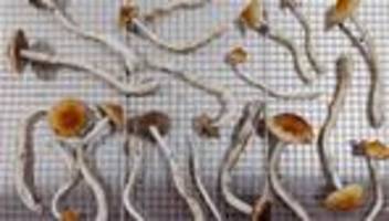 psilocybin gegen depressionen: aus der rausch