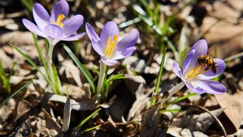 frühlingstemperaturen kehren zurück: bis zu 16 grad in berlin