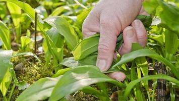 Bärlauch in Berlin sammeln: Diese Karte zeigt die besten Orte