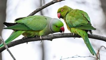 Exotische Vögel sorgen in Kreuzberg für Aufsehen: Haben sie eine Überlebenschance?