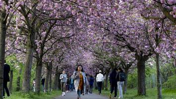 Kirschblüte in Berlin: Diese Karte zeigt bezaubernde Foto-Gelegenheiten