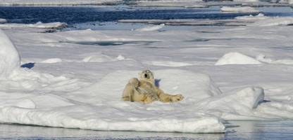 klimawandel: erholung der polarbären trotz erderwärmung in spitzbergen