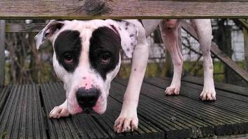 Bulldog-Mix mag nicht allein sein: Albert sucht Halt fürs Leben