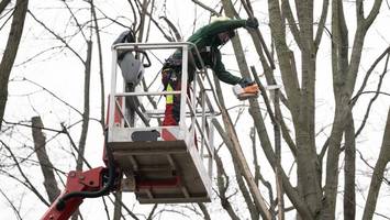 elmshorn stutzt etliche bäume: diese einschränkungen gibt es im verkehr
