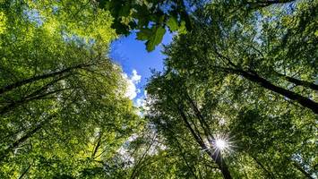 schöner als harz oder spessart: niendorfer gehege zählt zu beliebtesten wäldern