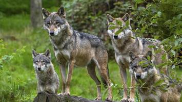 Rauswurf: Unterstützung und Hass-Kommentare für gefeuerten Wolfsberater