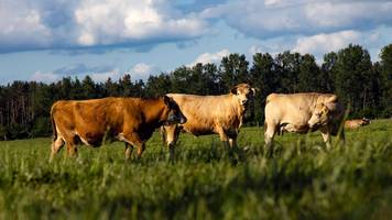 Rinder-Ausbruch in Dithmarschen – zwei leichte Unfälle