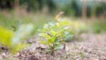 Hilfe für den Wald: Tag des Waldes: Hessen setzt auf Mitmach-Aktionen