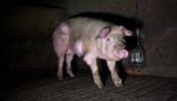 Tierwohl: Horror-Schweinemast in Spanien: Krankheiten, Kadaver, Ratten