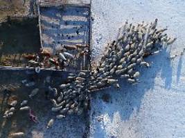 aufruhr in nowosibirsk : kreml lässt tausende nutztiere wegen mysteriöser seuche töten