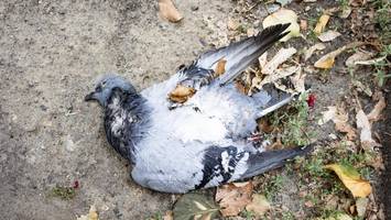 tote tauben am rathaus köpenick: so reagiert der bezirk auf die strafanzeige von peta