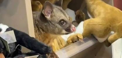 australien: echtes opossum zwischen plüschtieren entdeckt