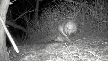 Biber knabbert in der Stadt: Abenteuerlustiger Nager überrascht Experten