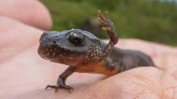 nächtliche sperrung in ahrensburg: „sonst gibt es hier ein gemetzel“