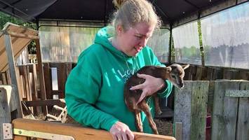 süße neue gäste, doch große sorgen bei bergedorfs tierschützern