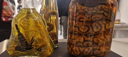 Disgusting Food Museum in Berlin: Haben Sie Lust auf Gammelhai?