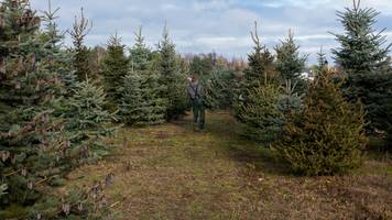 Peter musste tatsächlich fast weinen: 2000 Weihnachtsbaumspitzen wurden abgeschnitten