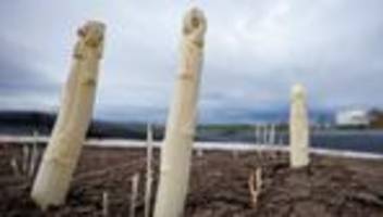 Agrar: Erster Spargel geerntet - Saison startet im April richtig