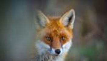 Krankheiten: Hochsaison für Fuchsräude - Vorsicht Hundebesitzer